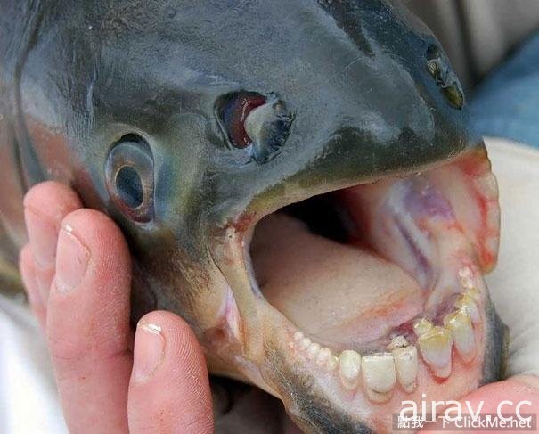 《２１種你可能沒看過的奇妙生物》這些都是你所不知道的存在！