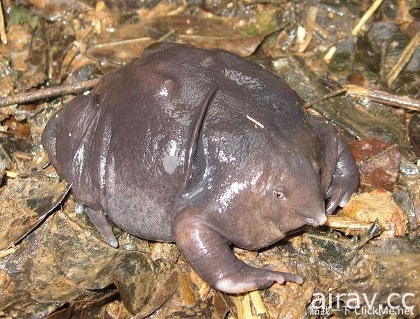 《２１種你可能沒看過的奇妙生物》這些都是你所不知道的存在！