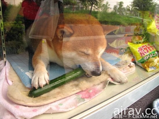 日本超萌柴柴當柑仔店長！伸爪開窗歡迎你的光臨！