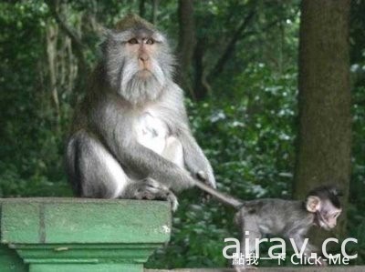 看了讓人嘴角上揚的動物親情，好溫馨啊～！