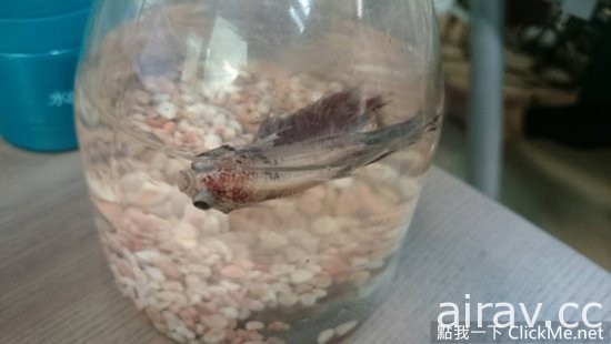 瀕死鬥魚「浴火重生」變鳳凰，魚大１８變讓眾人都傻眼了！