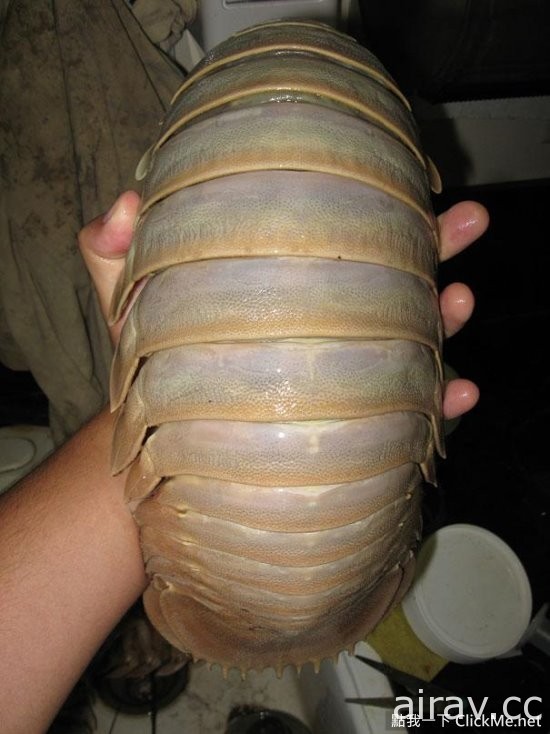 《２１種你可能沒看過的奇妙生物》這些都是你所不知道的存在！