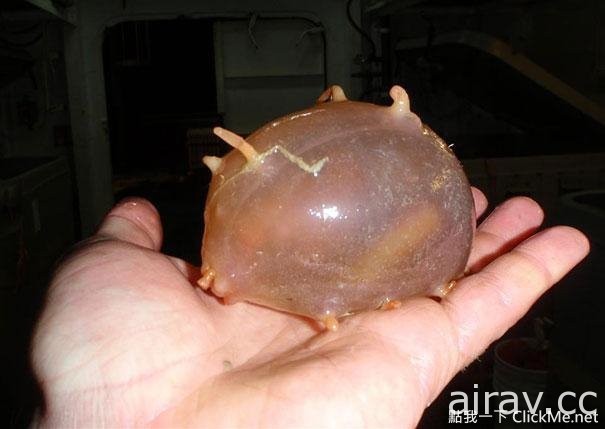 《２１種你可能沒看過的奇妙生物》這些都是你所不知道的存在！
