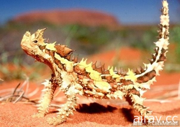 《２１種你可能沒看過的奇妙生物》這些都是你所不知道的存在！
