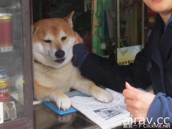 日本超萌柴柴當柑仔店長！伸爪開窗歡迎你的光臨！