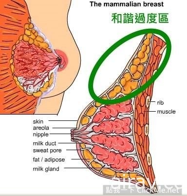 撸了这么多年才知道的祕密！知名巨乳女优居然都是“假奶”！？