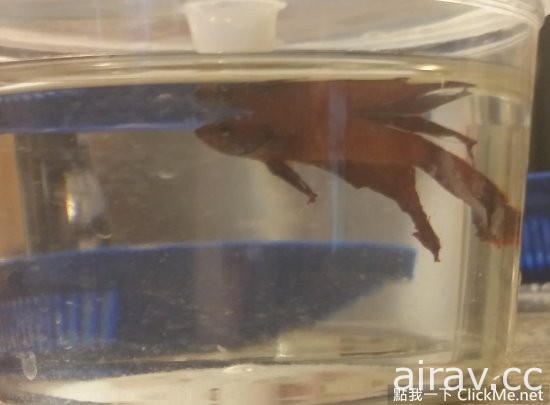 瀕死鬥魚「浴火重生」變鳳凰，魚大１８變讓眾人都傻眼了！