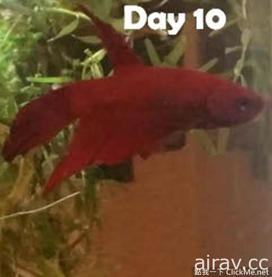 瀕死鬥魚「浴火重生」變鳳凰，魚大１８變讓眾人都傻眼了！