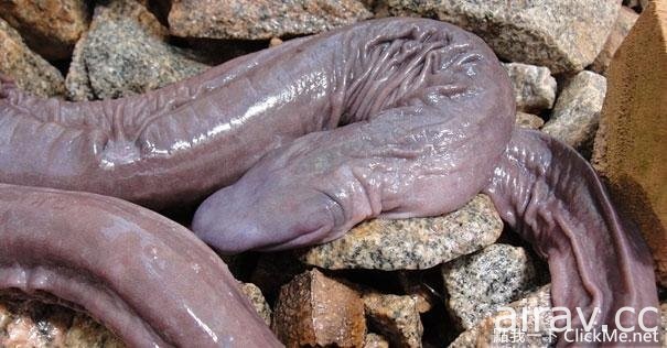 《２１種你可能沒看過的奇妙生物》這些都是你所不知道的存在！
