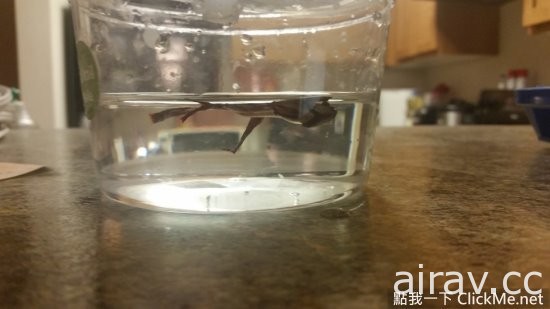 瀕死鬥魚「浴火重生」變鳳凰，魚大１８變讓眾人都傻眼了！