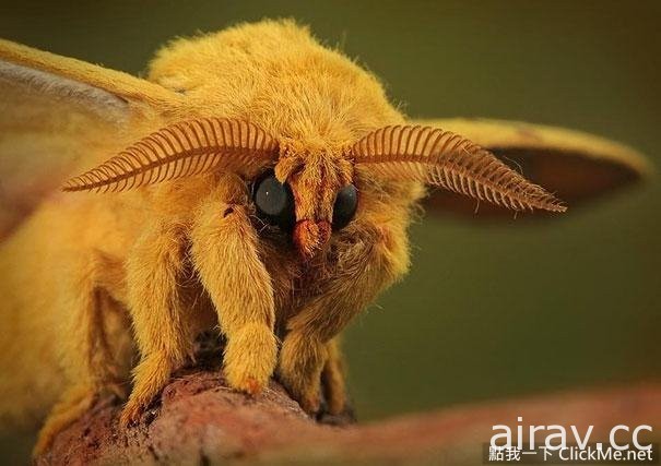 《２１種你可能沒看過的奇妙生物》這些都是你所不知道的存在！