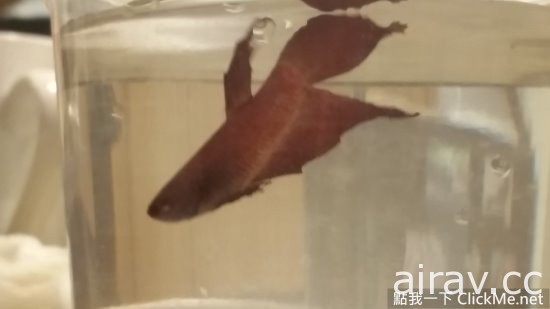 瀕死鬥魚「浴火重生」變鳳凰，魚大１８變讓眾人都傻眼了！