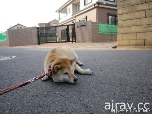 《超固執柴犬》我說不走就是不走！你不知道我很有個性的嗎！