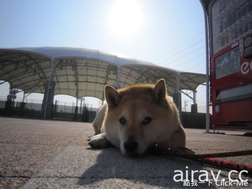 《超固執柴犬》我說不走就是不走！你不知道我很有個性的嗎！