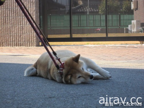 《超固執柴犬》我說不走就是不走！你不知道我很有個性的嗎！