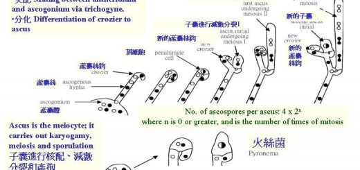 asciinascocarps