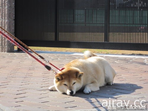 《超固執柴犬》我說不走就是不走！你不知道我很有個性的嗎！