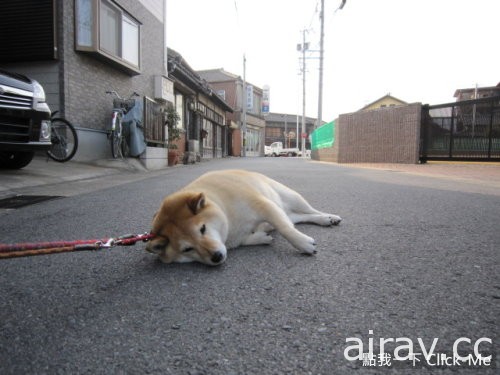 《超固執柴犬》我說不走就是不走！你不知道我很有個性的嗎！