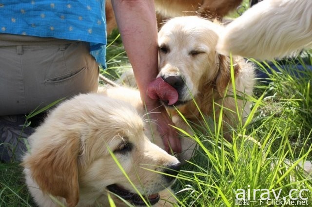 當222隻黃金獵犬聚在一起，主人還認的出自家的寶貝在哪嗎？