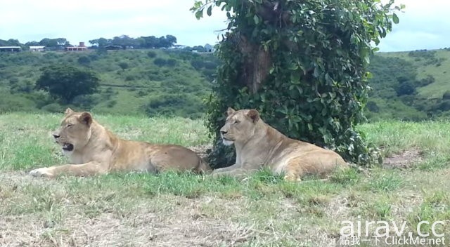 開車去參觀野生動物時請小心，因為這年頭獅子已學會開門...