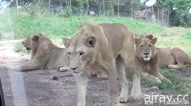 開車去參觀野生動物時請小心，因為這年頭獅子已學會開門...