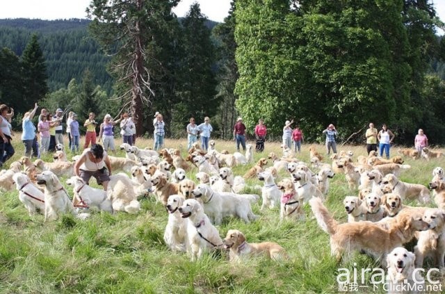 當222隻黃金獵犬聚在一起，主人還認的出自家的寶貝在哪嗎？