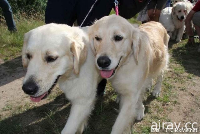 當222隻黃金獵犬聚在一起，主人還認的出自家的寶貝在哪嗎？