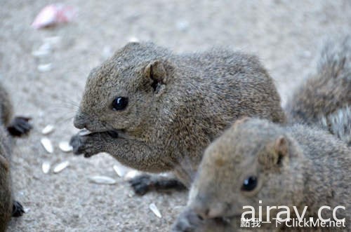 治癒系小動物王國登場！日本「松鼠花園」讓所有遊客萌到流鼻血！