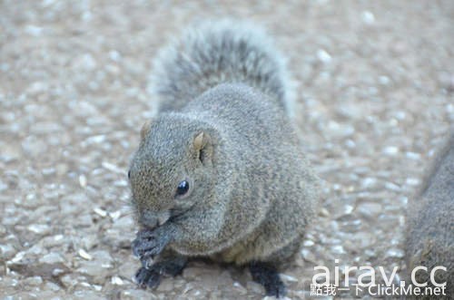 治癒系小動物王國登場！日本「松鼠花園」讓所有遊客萌到流鼻血！