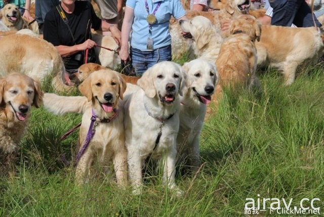 當222隻黃金獵犬聚在一起，主人還認的出自家的寶貝在哪嗎？