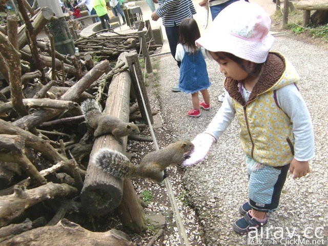 治癒系小動物王國登場！日本「松鼠花園」讓所有遊客萌到流鼻血！