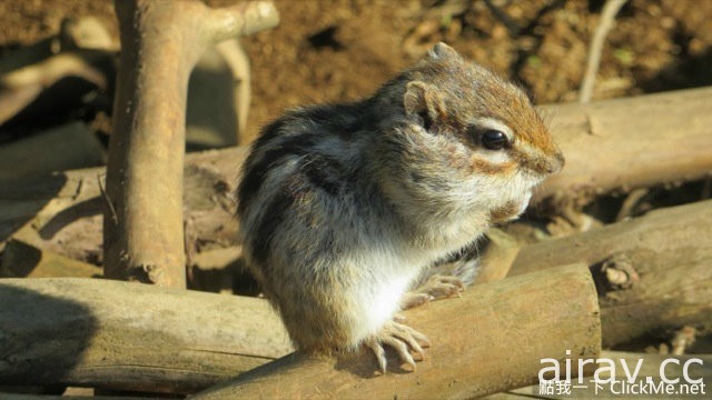 治癒系小動物王國登場！日本「松鼠花園」讓所有遊客萌到流鼻血！