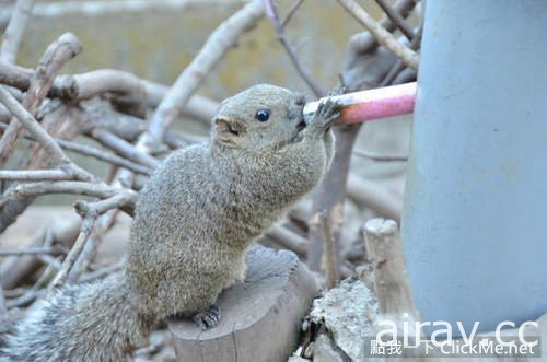 治癒系小動物王國登場！日本「松鼠花園」讓所有遊客萌到流鼻血！