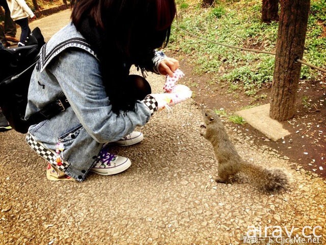 治癒系小動物王國登場！日本「松鼠花園」讓所有遊客萌到流鼻血！