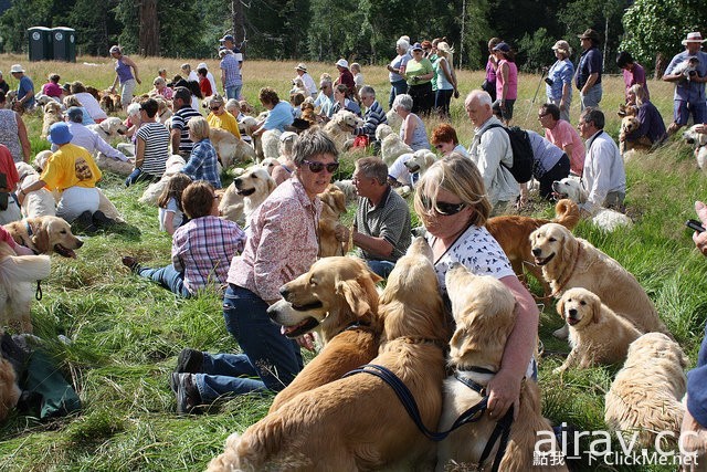 當222隻黃金獵犬聚在一起，主人還認的出自家的寶貝在哪嗎？