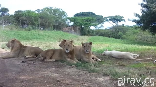 開車去參觀野生動物時請小心，因為這年頭獅子已學會開門...