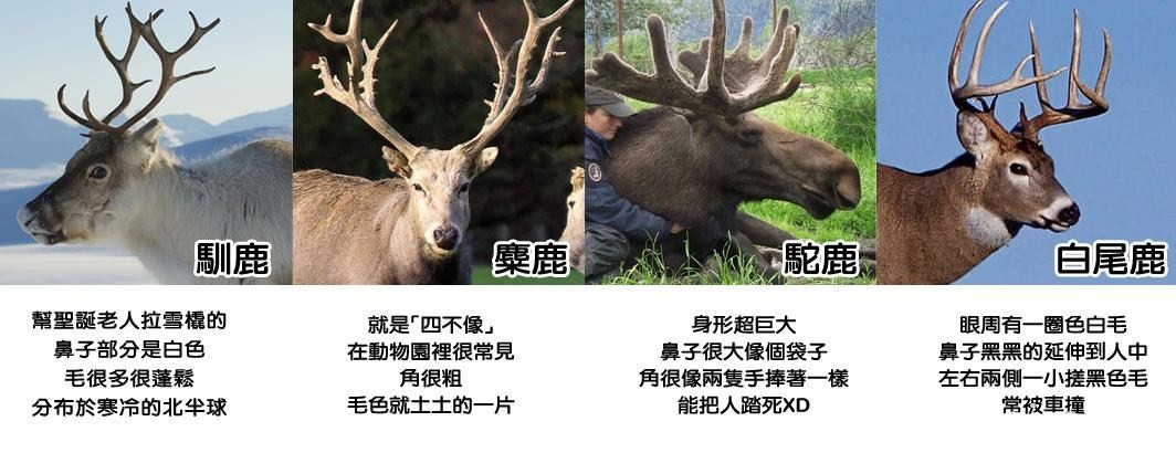 【自己動手做系列】自製仿真動物頭套(簡易版獸裝)